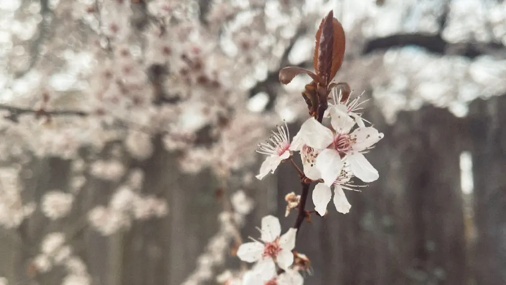 Sakura blossoms on a tree branch 