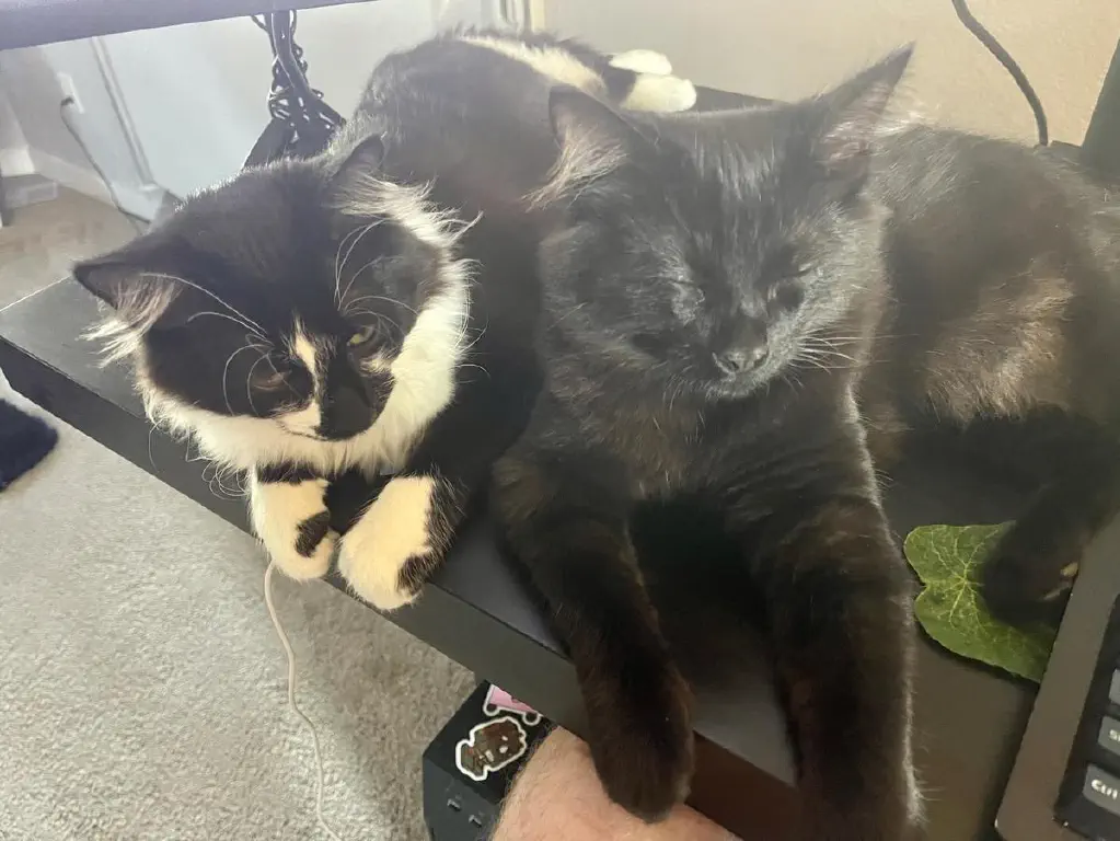 Contented cats lying next to my keyboard, facing camera