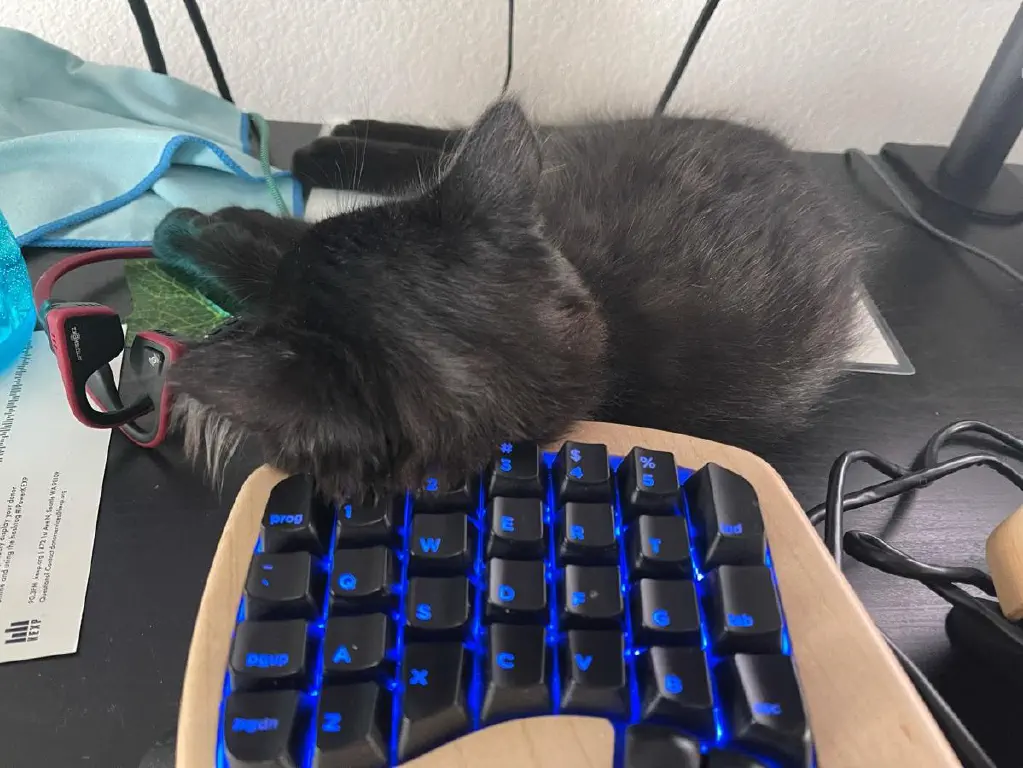 Kitten napping with head on fancy ergonomic keyboard