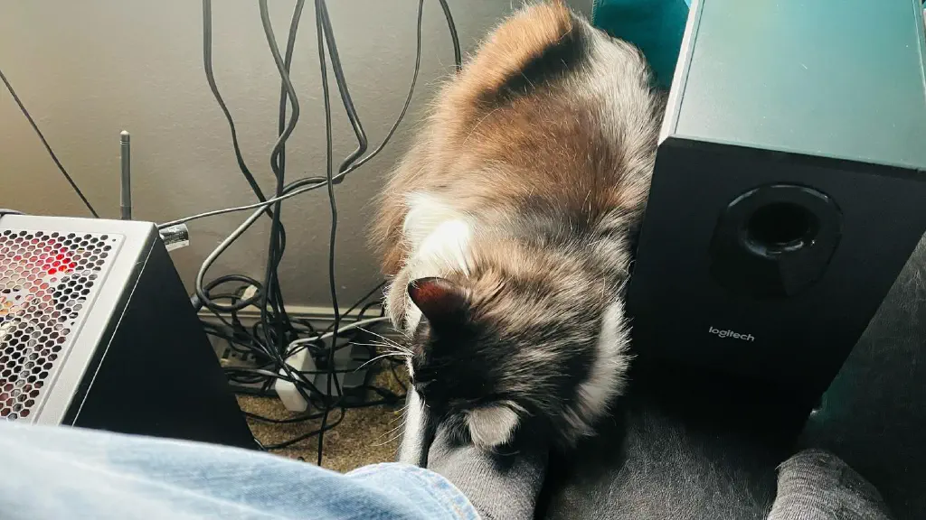 Cat napping on the box I’m using as a footrest, with my foot for his pillow. 