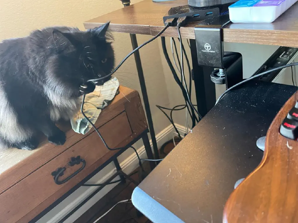Black cat curiously nibbles on the USB cable connecting a keyboard to its hub and the computer