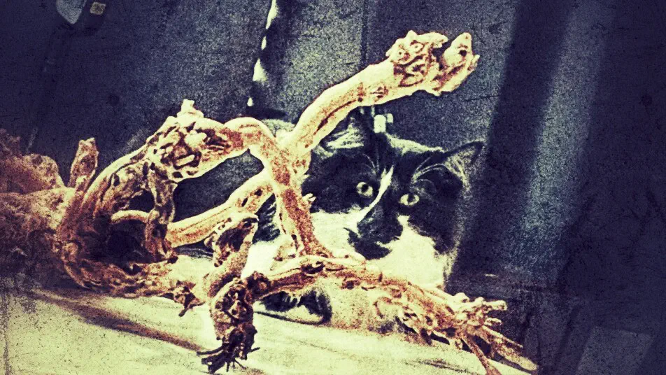 Dramatically stylized detail of the cat’s intense stare. 