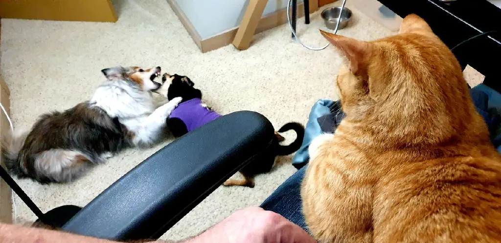 Cat in lap watching dogs wrestle on floor