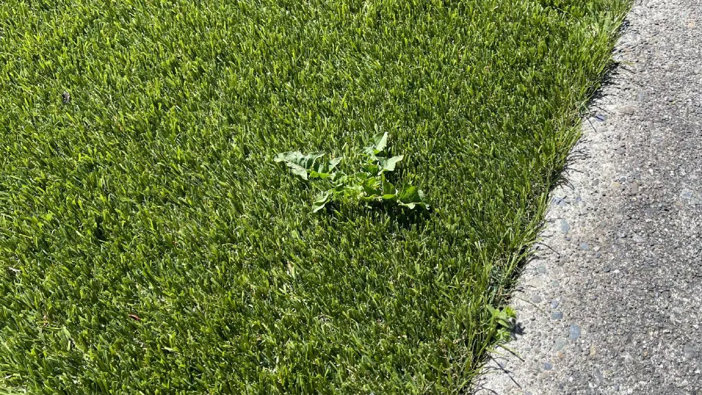 A small pre-flowering dandelion sprouting amidst a field of artificial turf.