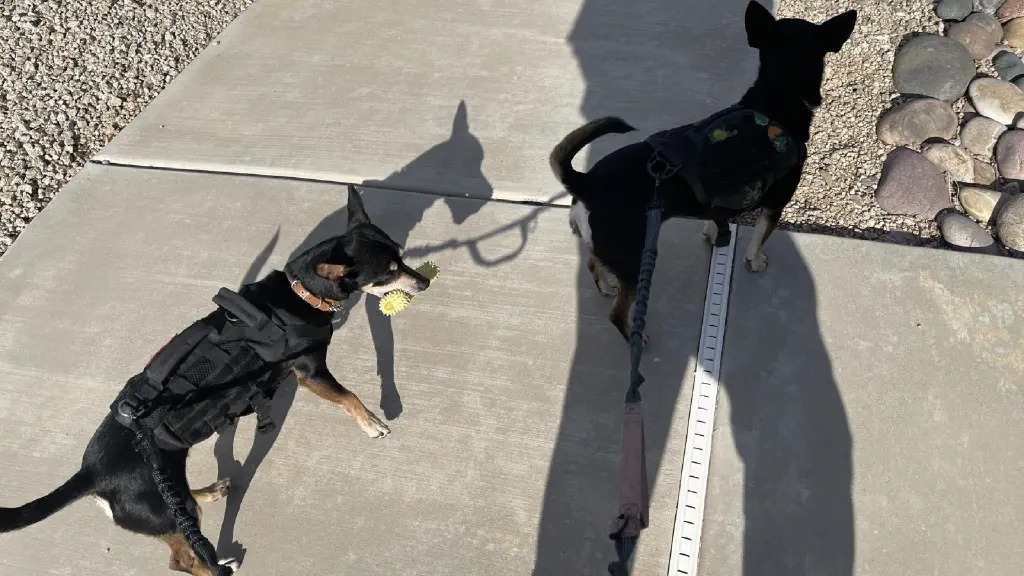 Both dogs, with Bouncy Dog once again carrying his chew toy