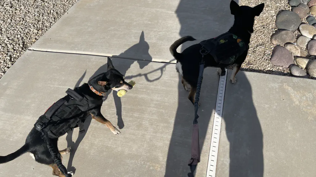 Both dogs, with Bouncy Dog once again carrying his chew toy