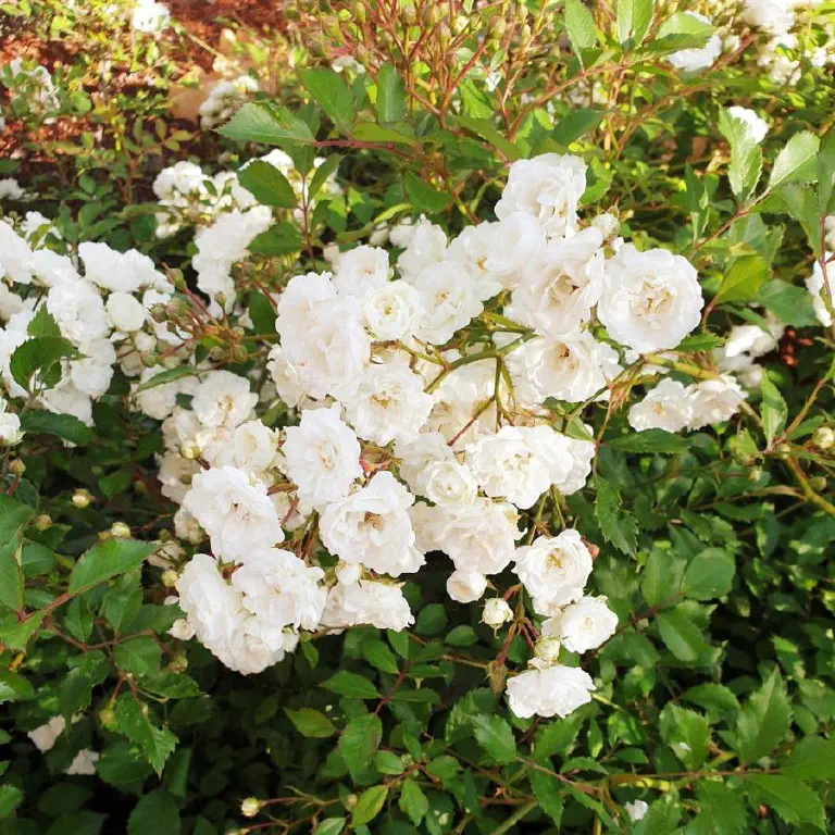 where flowers