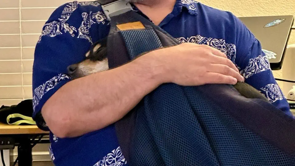 Arm wrapped around a dog in a baby sling, head just visible as it naps comfortably