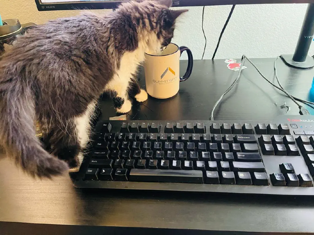 Kitten investigating a coffee cup next to a keyboard. 