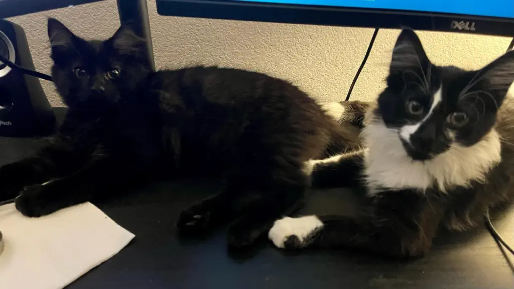 Larger kittens on my desk, filling much more space than they did a couple weeks ago