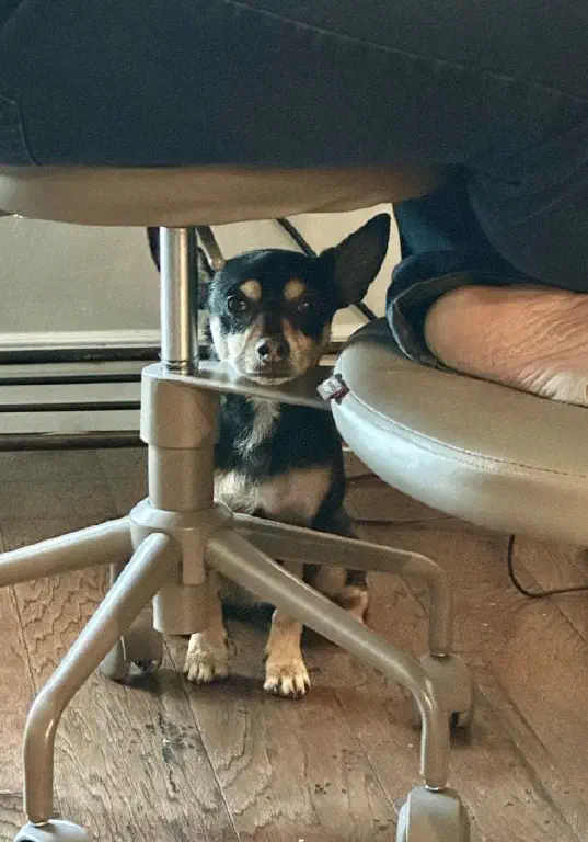 Small black chihuahua mix dog sits under an office chair, his chin resting on a chair support while he looks at the camera
