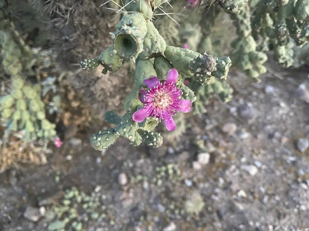 Pink star-shaped flower just starting to bloom on a cactus