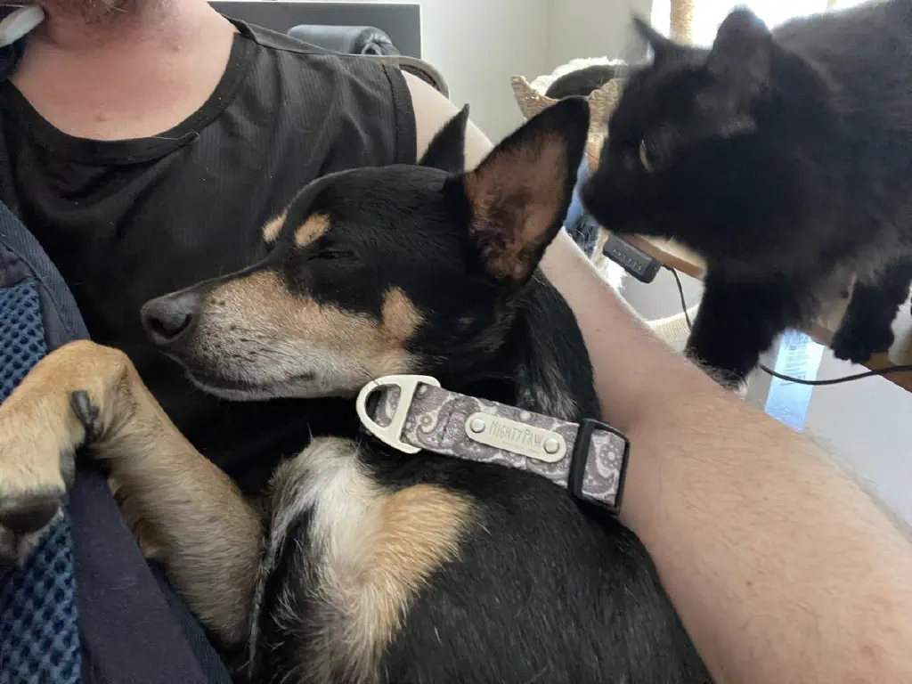 A close up shot of a black chihuahua mix dog in a baby sleeping, napping against his human. A black cat has just wandered into the frame with look of slight concern for the sleeping dog