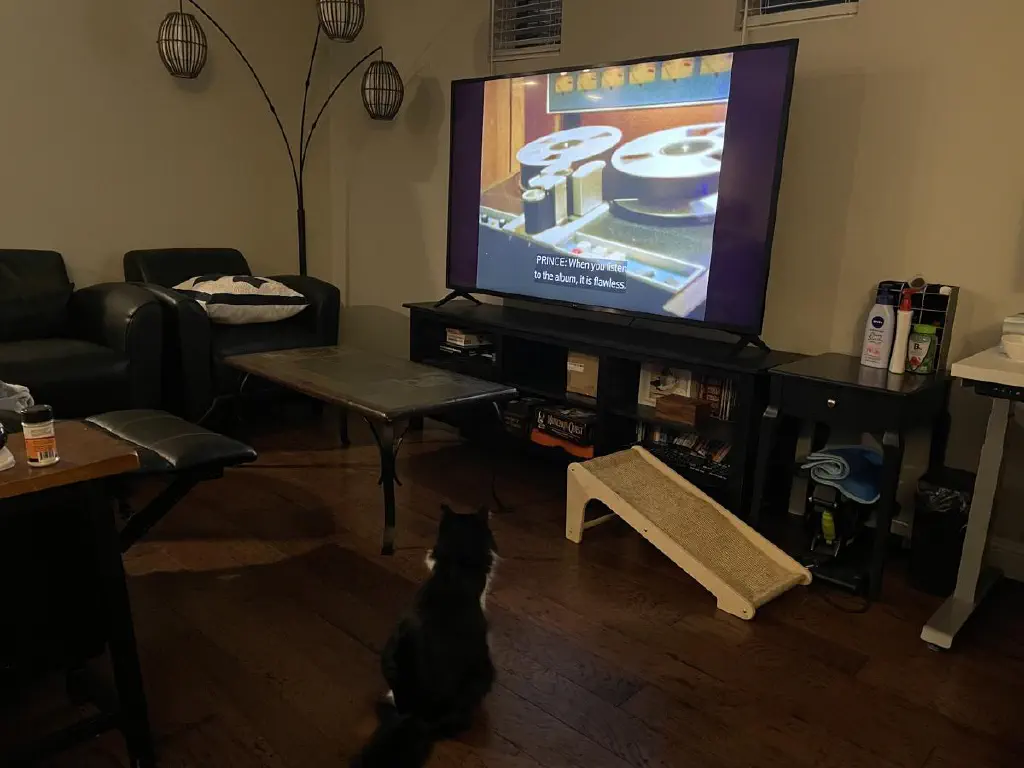 Cat watches a large television that is showing a reel to reel tape player