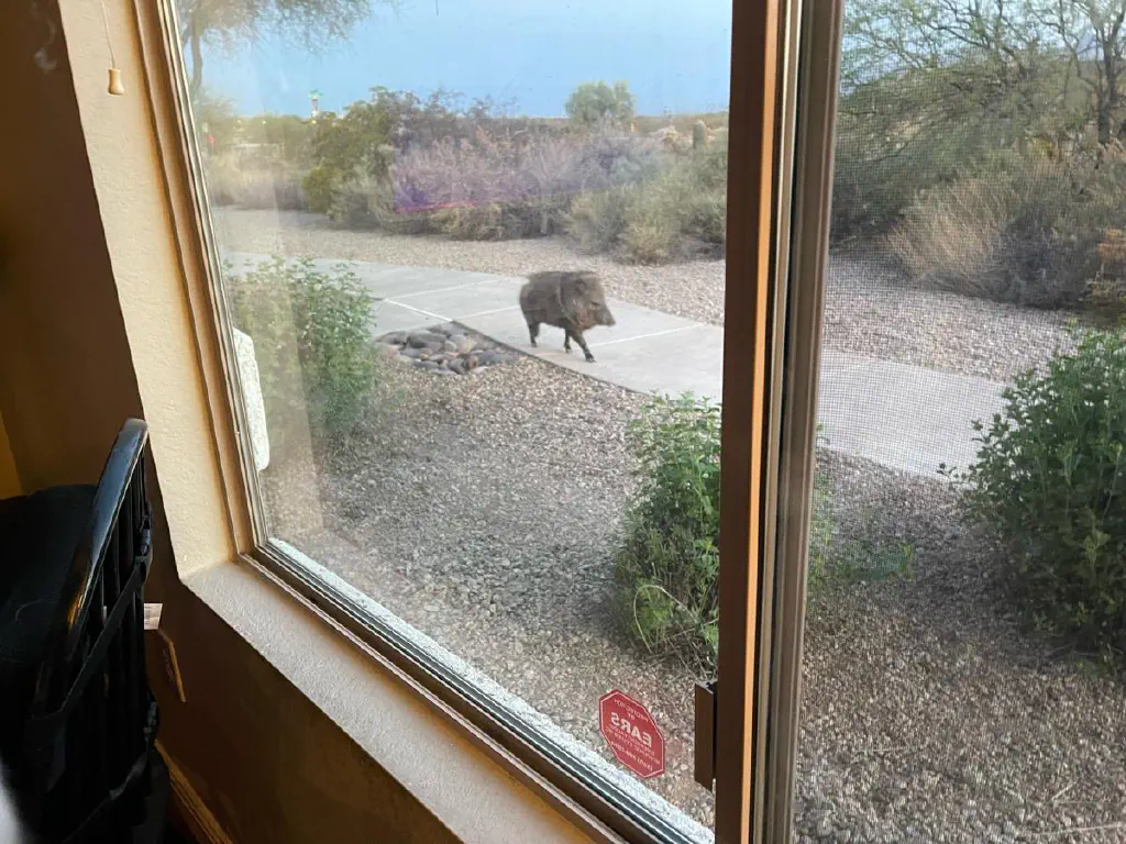 View through window of javelina casually strolling along the sidewalk. 