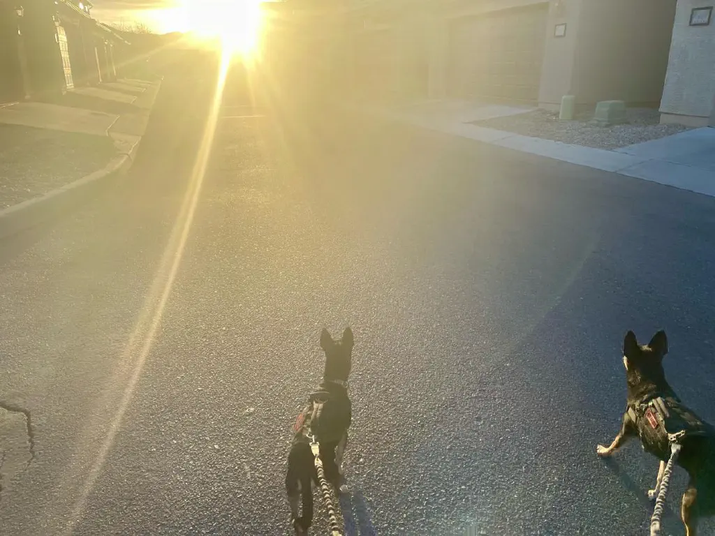 Phot blown out by the using sun, two leashed black chihuahua mix dogs facing its direction attentively