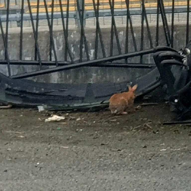 Small brown rabbit next to metal and concrete