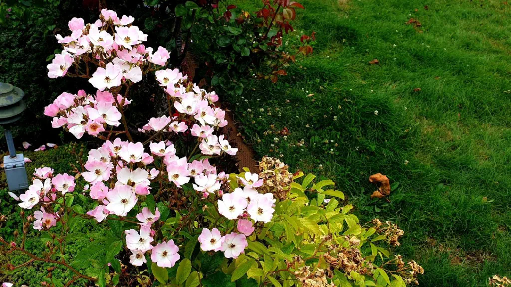 Pink and white flowers blooming; one fallen leaf visible on the ground
