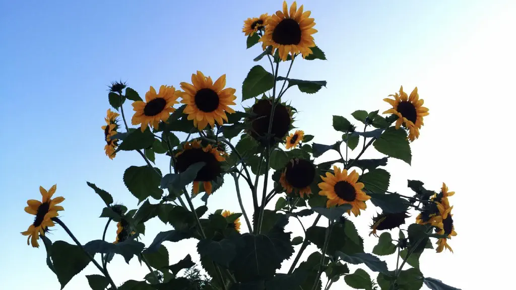 Sunflowers