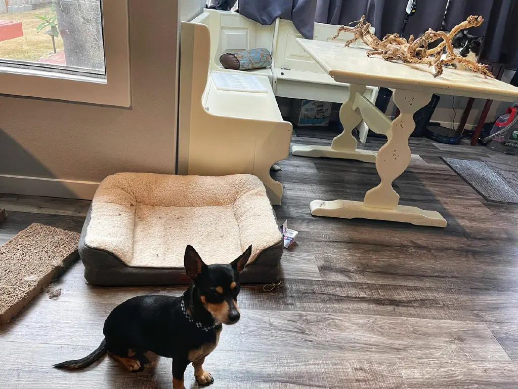 A small black and brown dog sits on the floor, oblivious to intense scrutiny from the cat on a nearby table. 