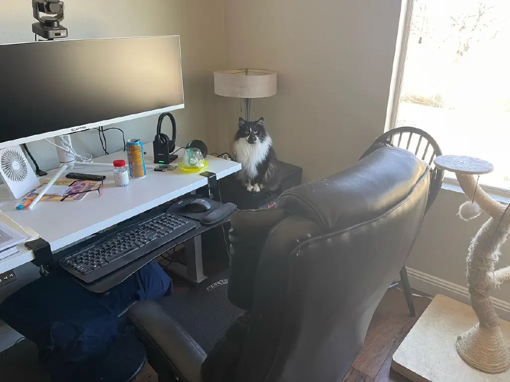 Very fluffy black and white cat sits next to a computer desk, looking directly at the camera