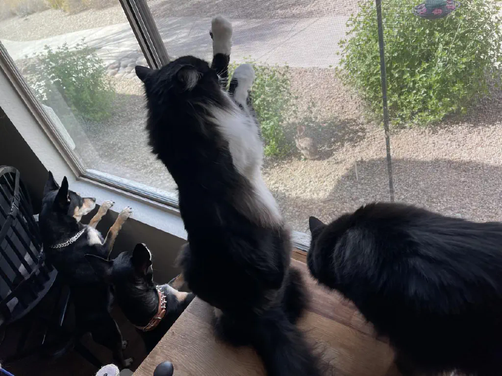 Two dogs and two cats at the window, very attentively watching a wild rabbit eating leaves off a nearby bush; one of the cats is pawing at the window