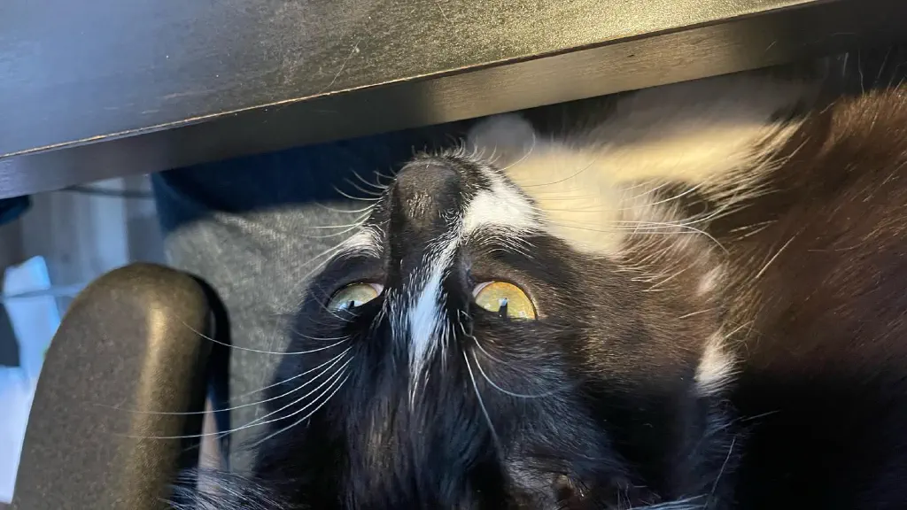 Extremely contented kitty in my lap
