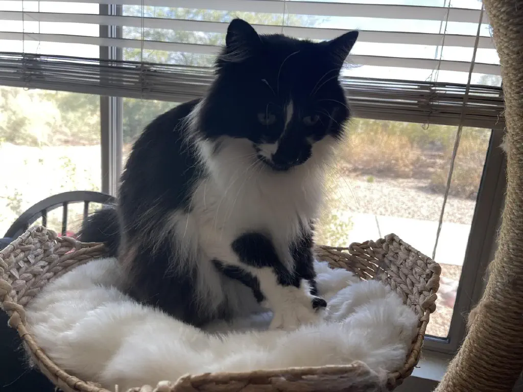 Black and white cat contentedly kneads the cushion of a cat seat attached to a cat tree, all within easy skritching distance of the camera. Behind him through the window is partially visible daylight desert foliage. 