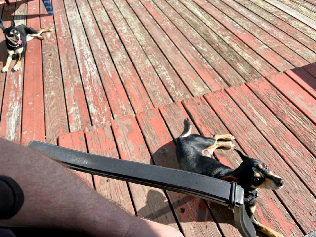 Two chihuahua mix dogs relax peacefully on a wooden porch deck