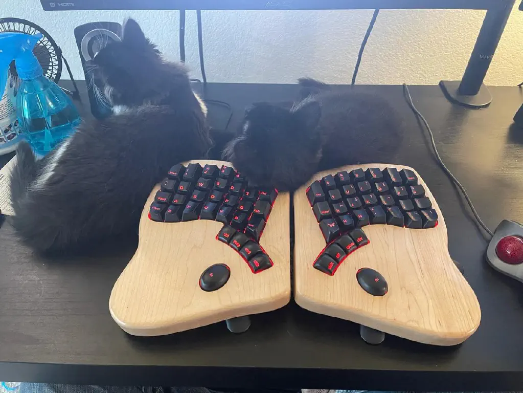 Kittens snuggled against a fancy ergonomic keyboard, watching the screen and waiting for me to type something ineteresting