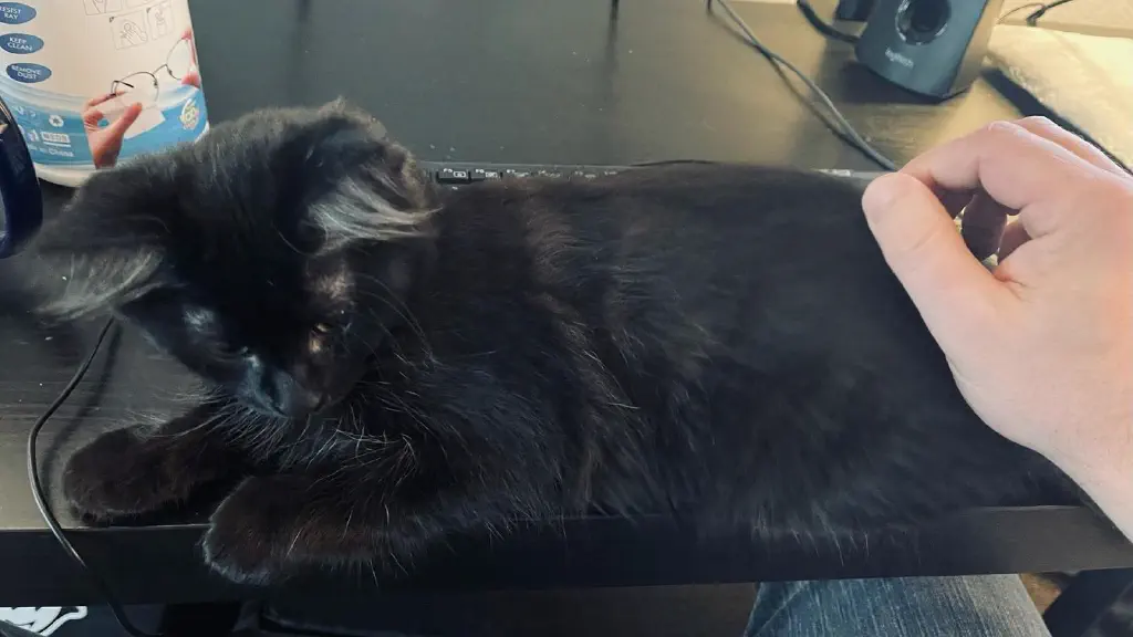 Kitten laying on my keyboard while I pet him