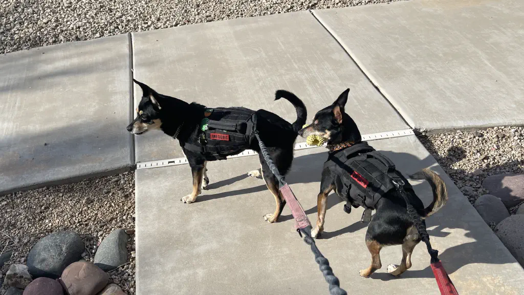 two leashed black chihuahua mix dogs looking with interest to their left; one of the dogs has a plastic bone chew toy in his mouth