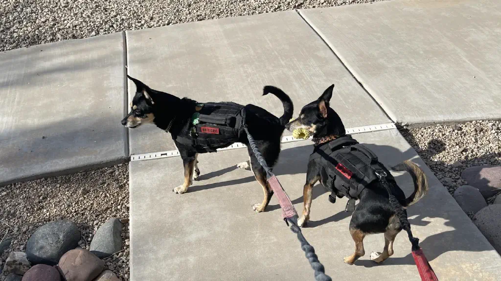 two leashed black chihuahua mix dogs looking with interest to their left; one of the dogs has a plastic bone chew toy in his mouth