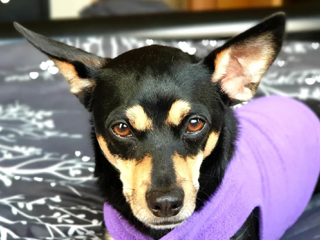 Dog photo with bokeh background