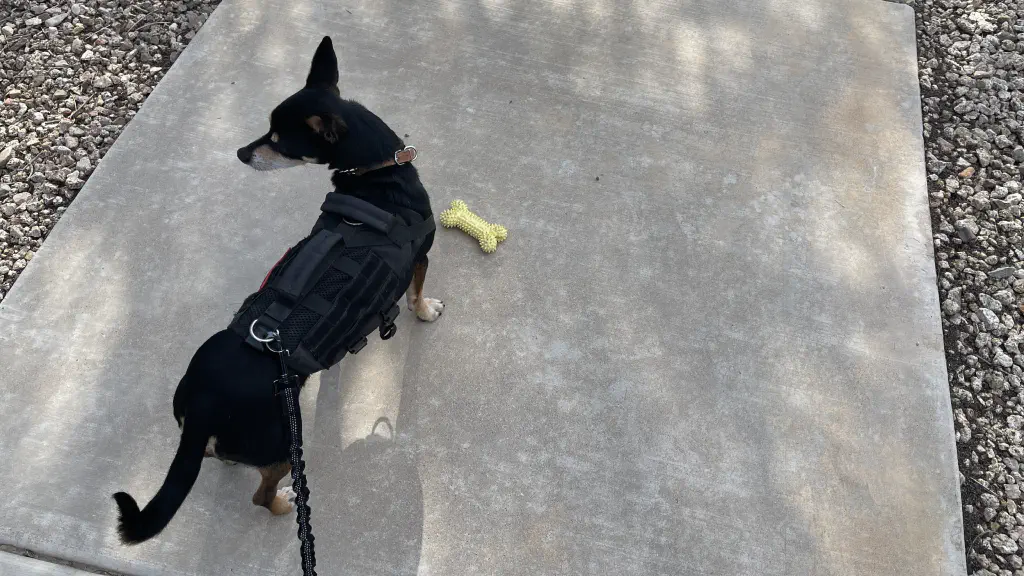 Bouncy Dog has set down his plastic chew toy as he looks off to the side
