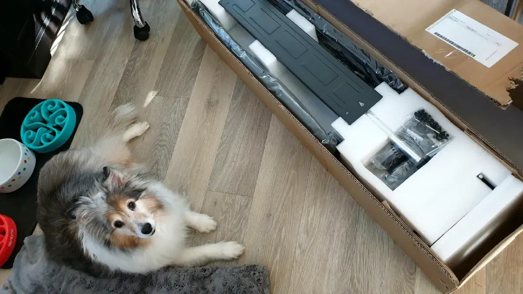 Sheltie dog looking at camera while lying next to freshly opened desk frame box 