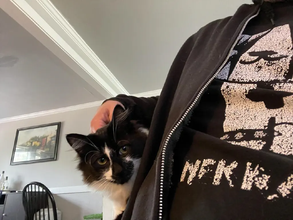 Cat getting ear skritches as it shifts from chair back to chair arm. 
