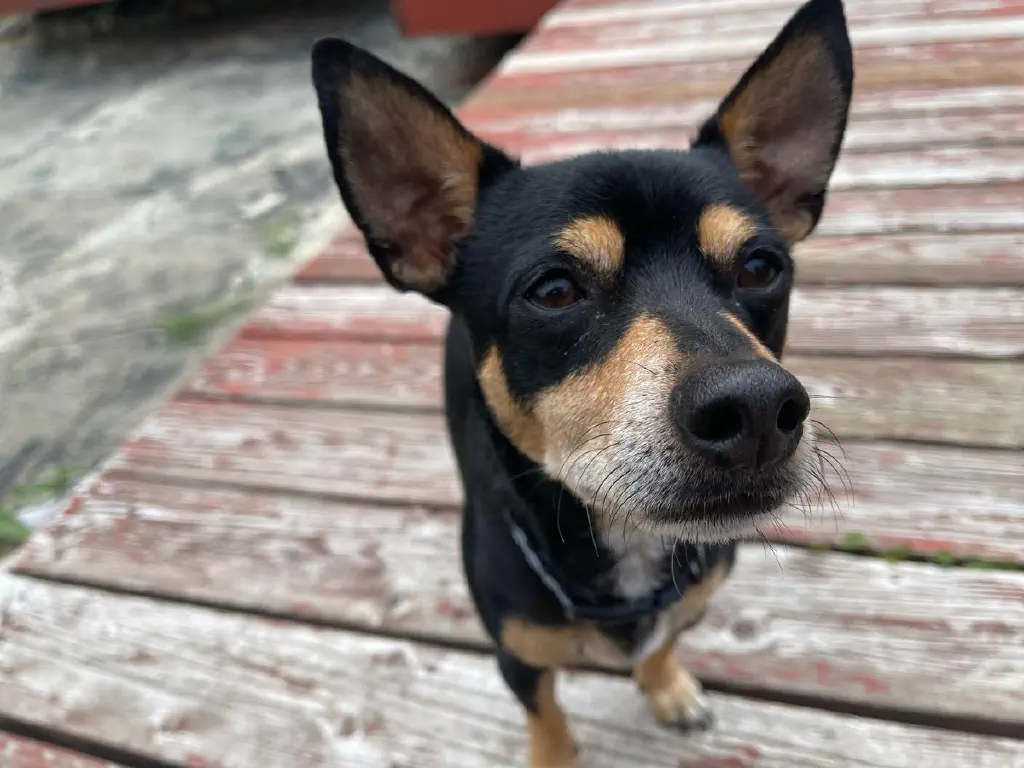 Extremely close photo of chihuahua mix dog, with its head dominating the shot and forelegs barely visible 