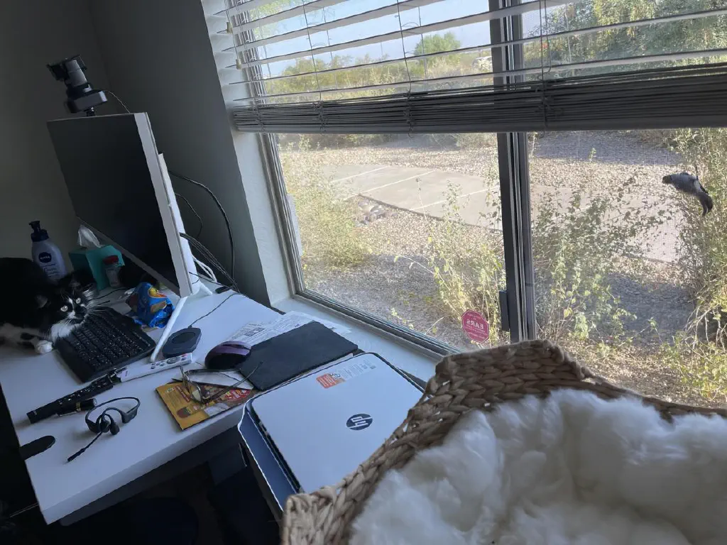 Cat staring intently at a small bird that is holding onto the screen window checking us out from outside