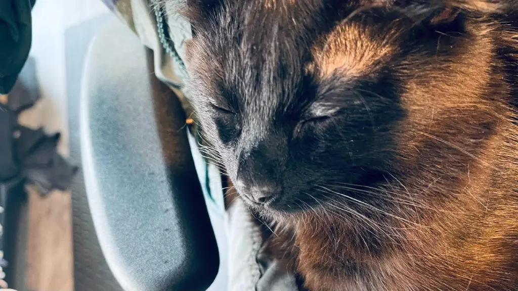 Close up of peaceful happy black kitty resting; lap is not quite visible
