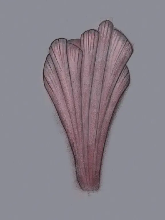 A line drawing with pinkish shades, vaguely floral or fungal as described in post body.