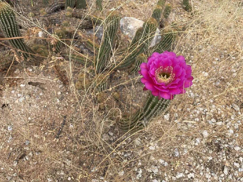 Cactus with a brilliant pink flower