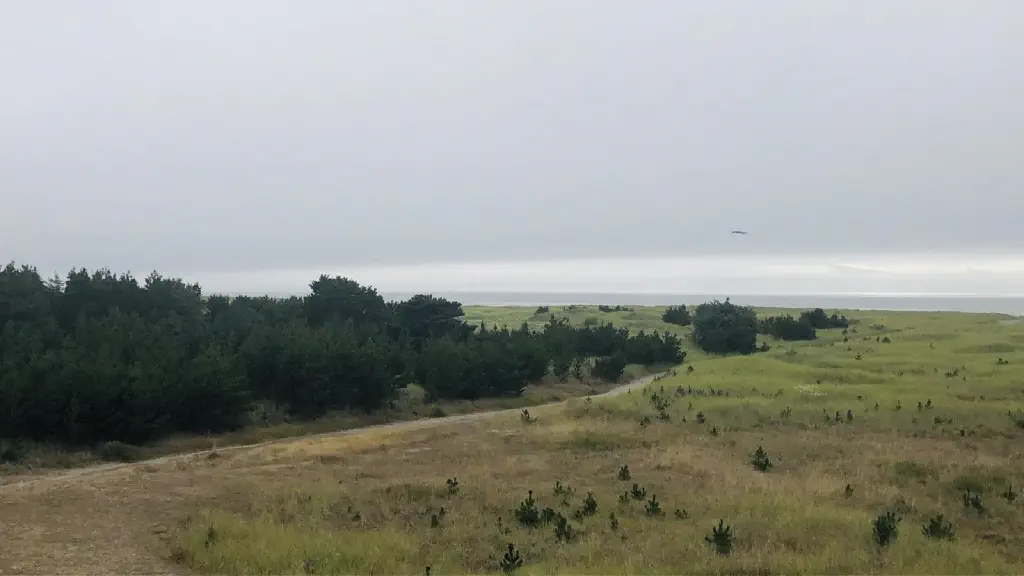 Trees with ocean in background under overcast skies 