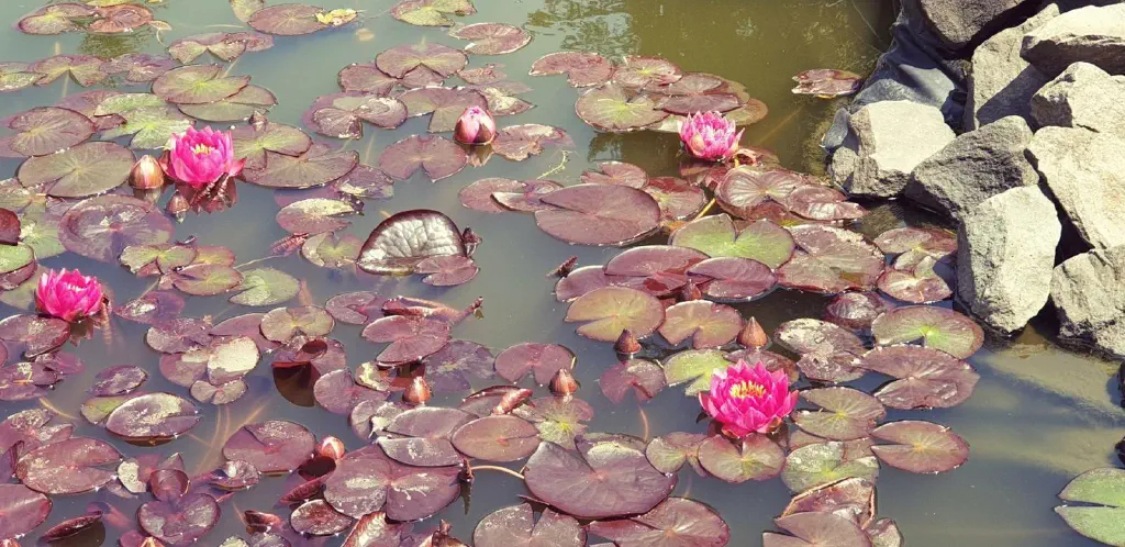 Lily pads blooming, with pink of petals blown out by camera phone