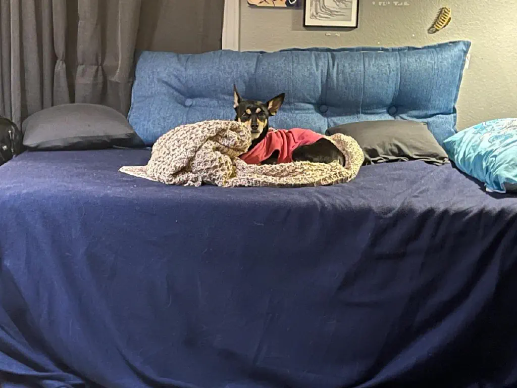 A small dog silently stares you from her comfortable resting spot on the bed.
