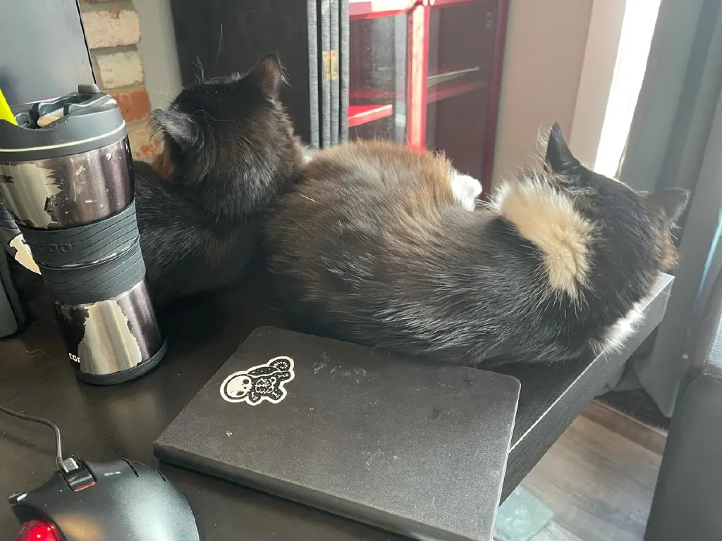 Cats napping together on a desk, right next to a Moleskine notebook that no longer has room to open 