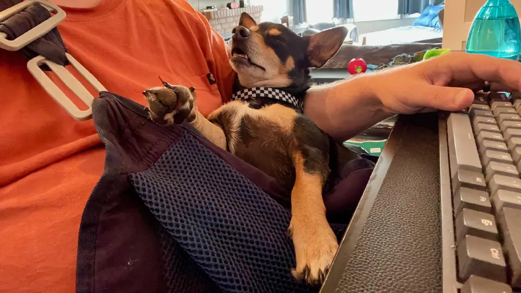 shown here all out of bounce