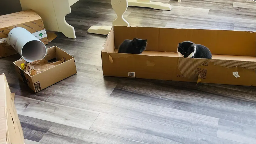 Cats sitting in a cardboard box