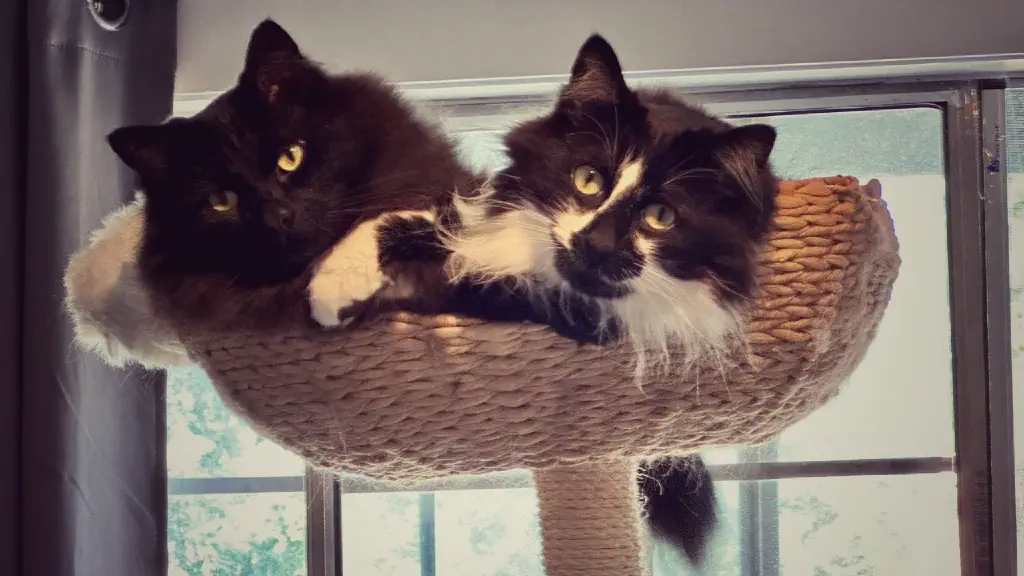 A black cat and a black and white cat casually looking at you while snuggled together in a cat tree