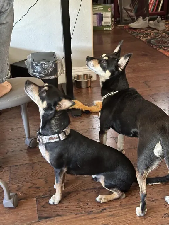 Two black chihuahua mix dogs looking up very expectantly at an off-camera person who is seated and trying to work.